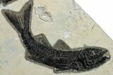 Multiple Fossil Fish (Mioplosus & Diplomystus) Plate- Wyoming #292518-2